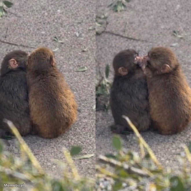 Punch the Monkey With His Girlfriend - meme generator image preview
