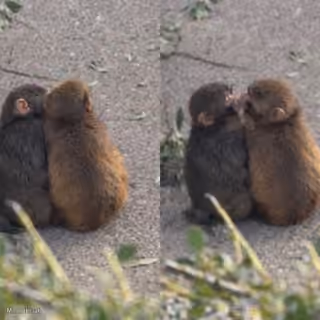 Punch the Monkey With His Girlfriend