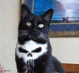 Punisher cat
