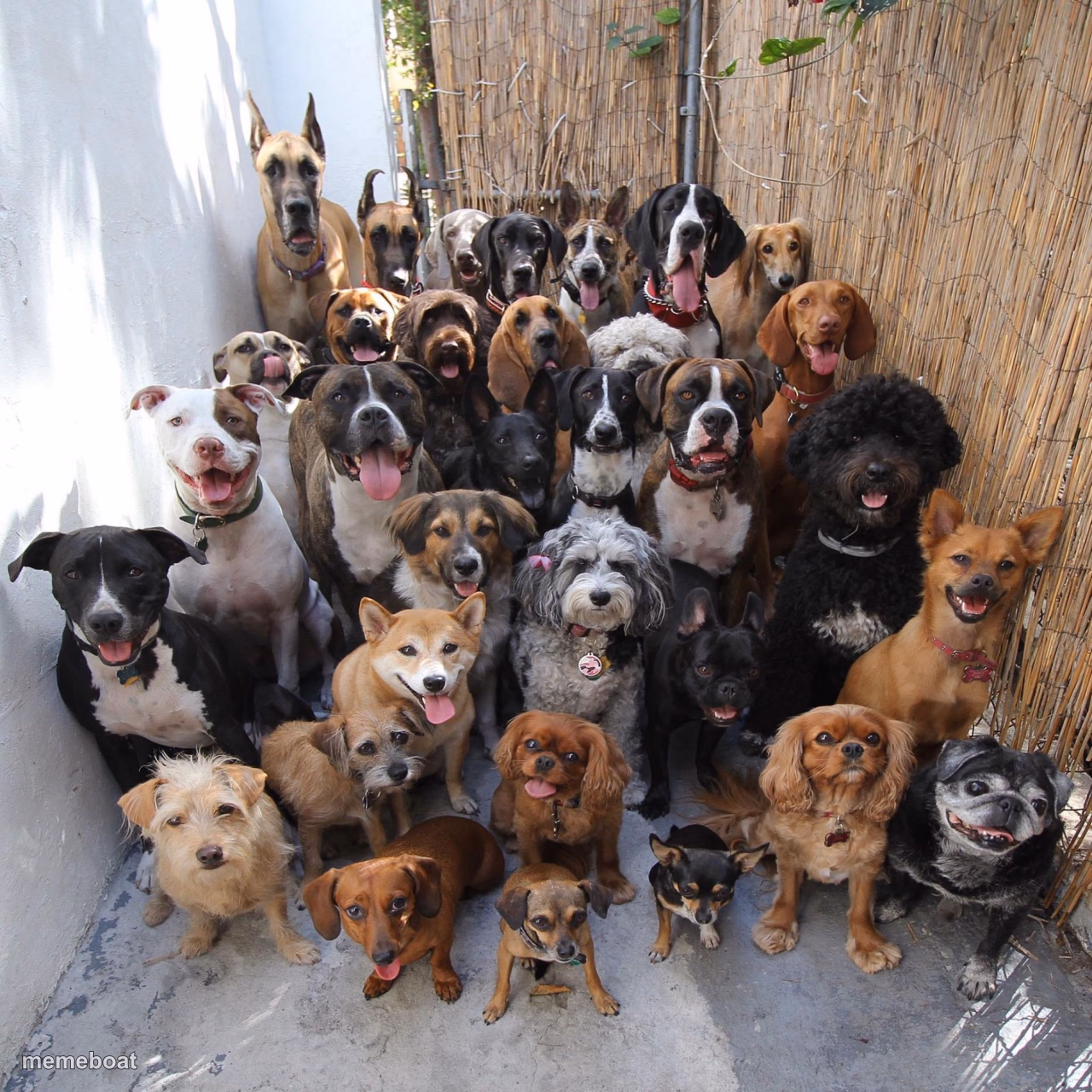 Puppies - meme generator image preview