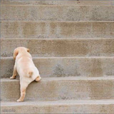 Puppy Climbing Stairs