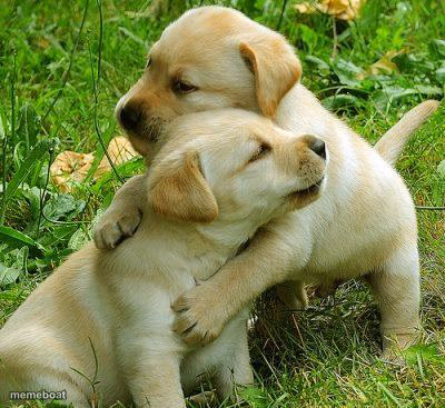 Puppy I love bro - meme generator image preview
