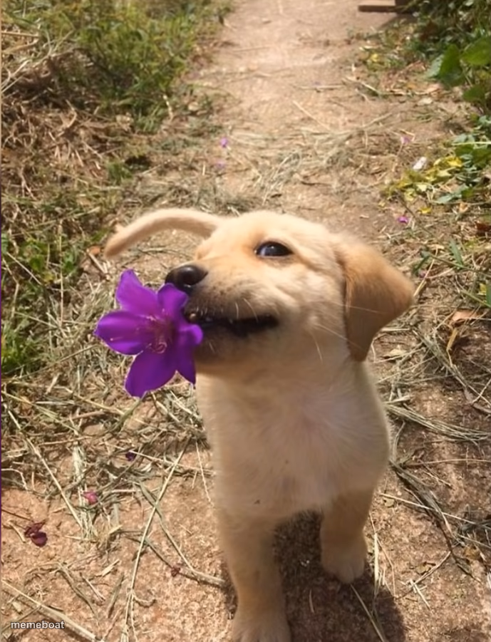 puppy with flower - meme generator image preview