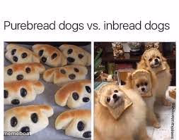 Purebread and Inbread dogs - meme generator image preview