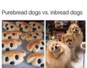 Purebread and Inbread dogs