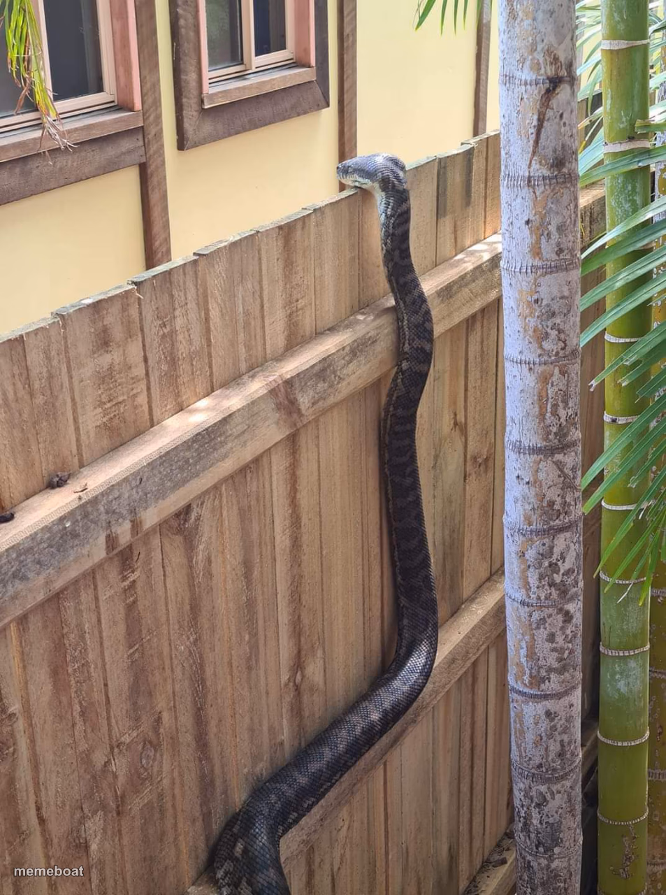 python looking over fence - meme generator image preview