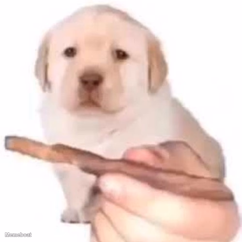 Quieres Dog - meme generator image preview