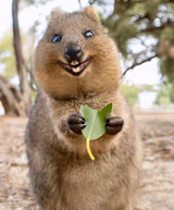 Quokka