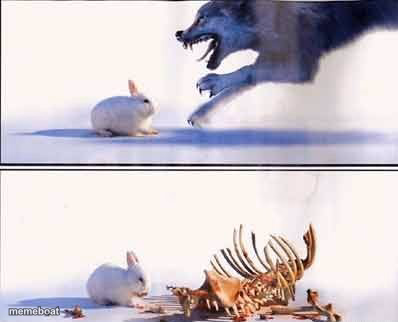 Rabbit Vs Wolf - meme generator image preview