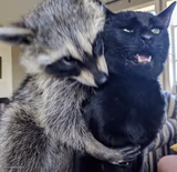 Raccoon Hug Cat