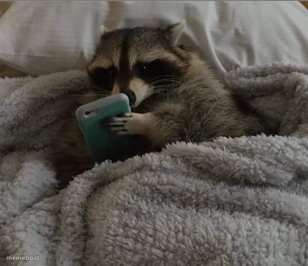 Raccoon in bed - meme generator image preview