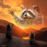 racoon praise