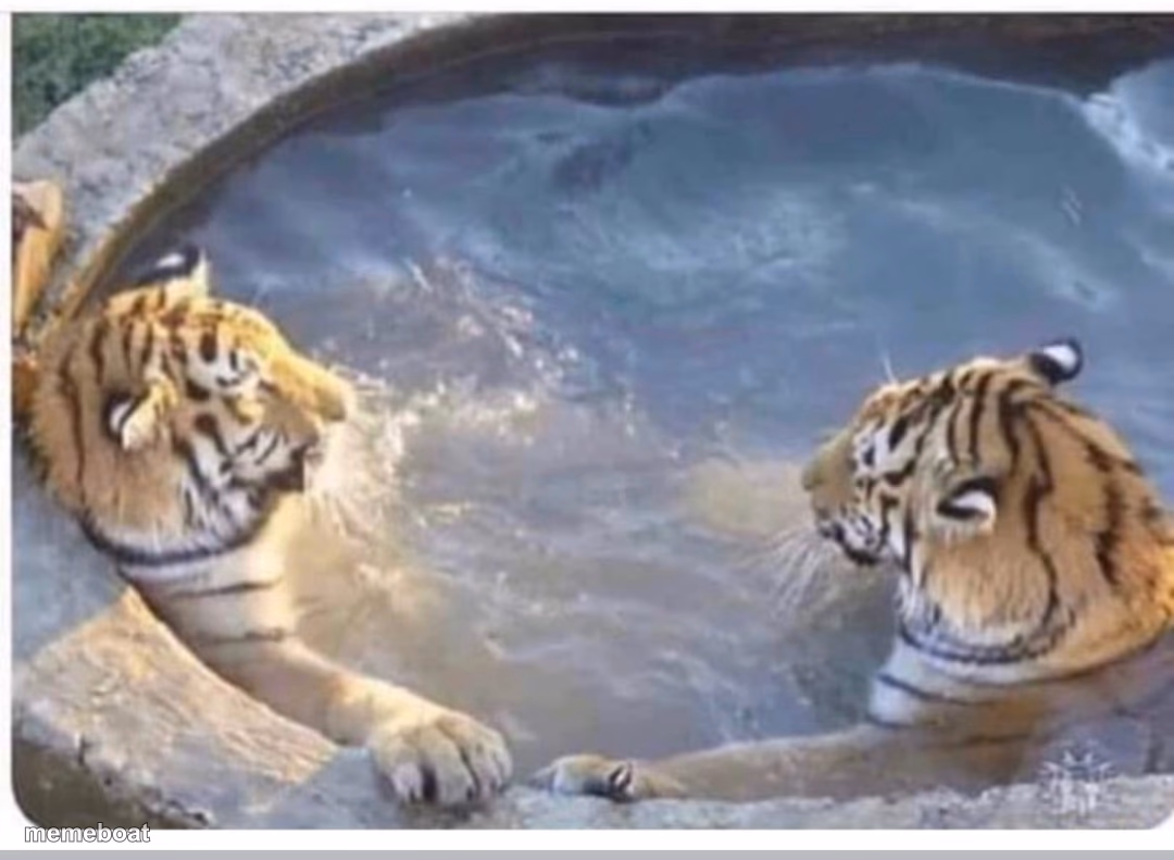 Radix tigers - meme generator image preview