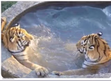 Radix tigers