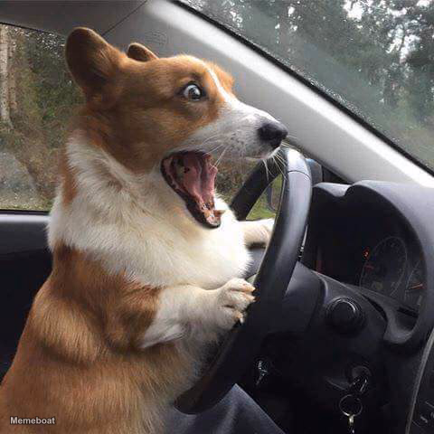 Rage Corgi - meme generator image preview