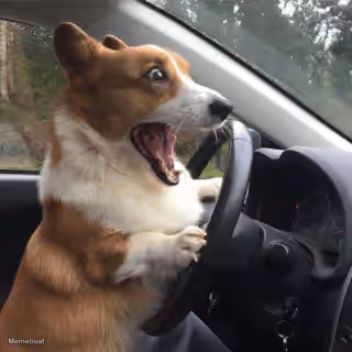 Rage Corgi
