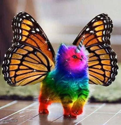 Rainbow unicorn butterfly kitten - meme generator image preview
