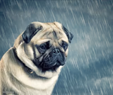 Raining on Sad Dog