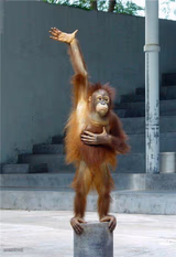 Raise Your Hand