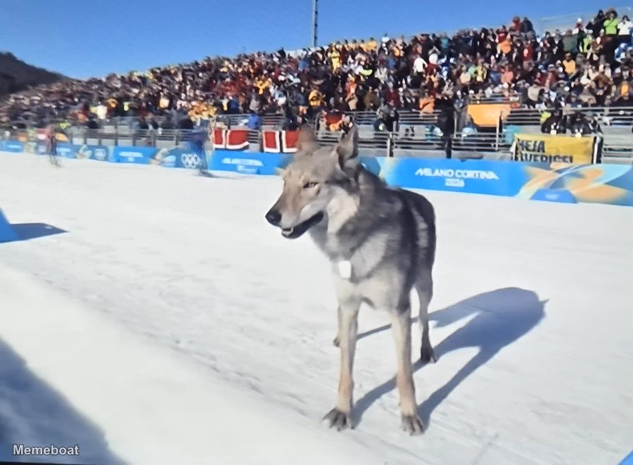 Ran Away Dog Cameo in 2026 Winter Olympics - meme generator image preview