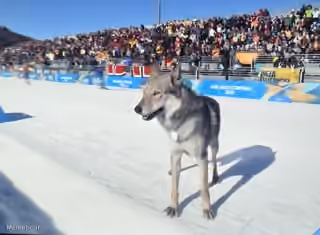 Ran Away Dog Cameo in 2026 Winter Olympics