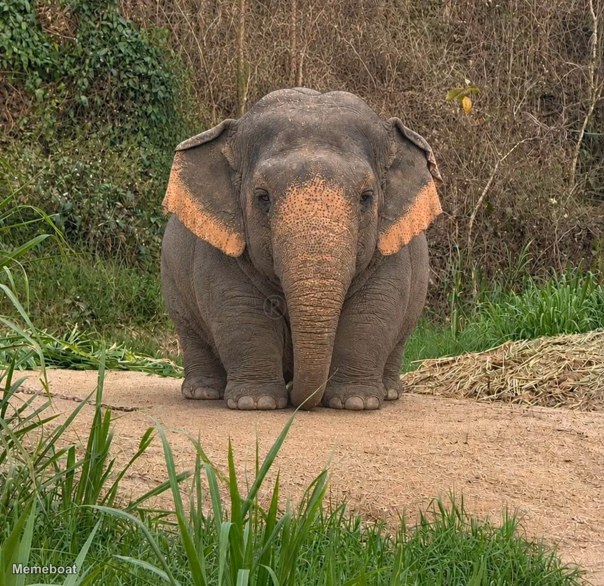 Rango Chubby Elephant - meme generator image preview