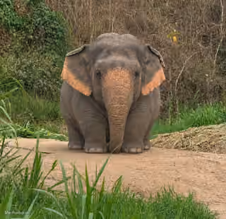 Rango Chubby Elephant