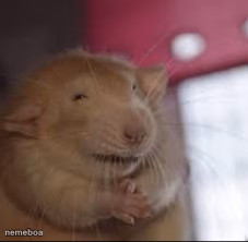 rat with hands together - meme generator image preview