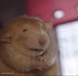 rat with hands together