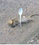 Ratatouille Dead