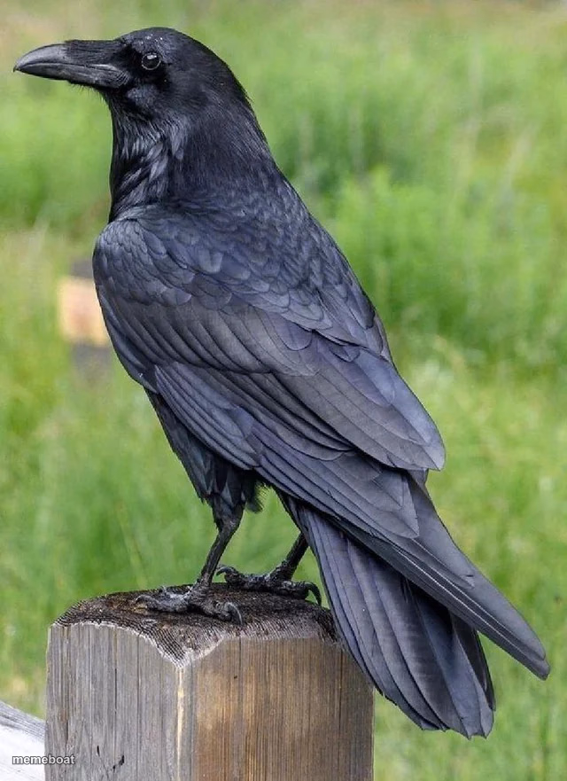 Raven - meme generator image preview