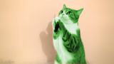 RayCat Pray