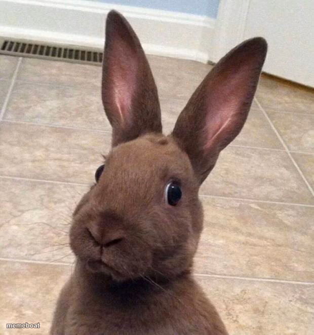 Really? Rabbit - meme generator image preview