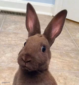 Really? Rabbit