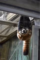 Red panda