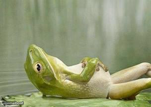 relax frog - meme generator image preview