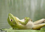 relax frog