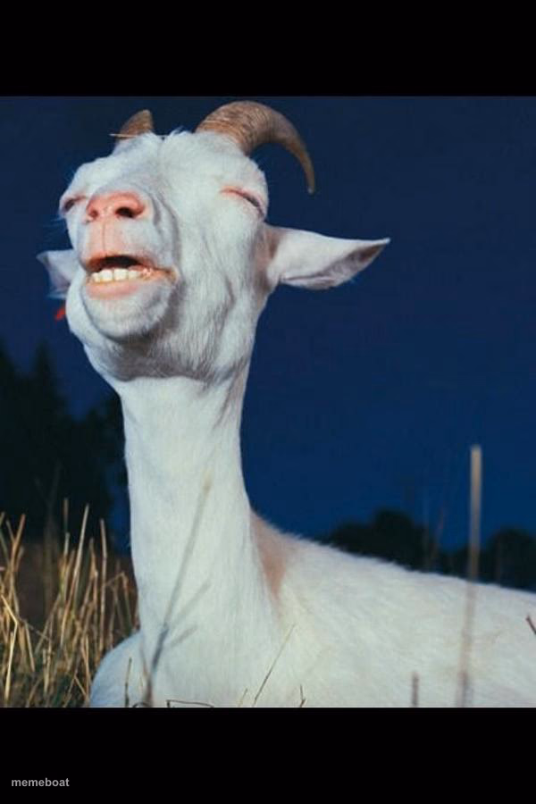 Relieved goat - meme generator image preview