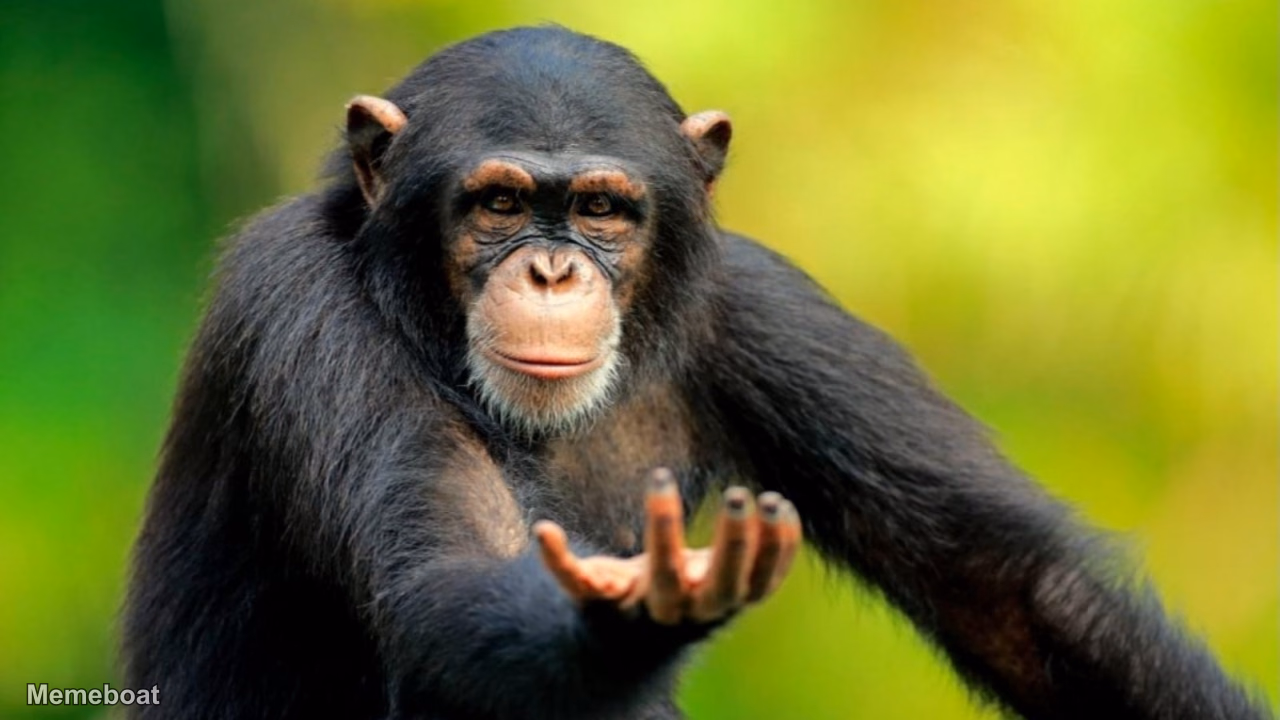 Return to Monkey - meme generator image preview