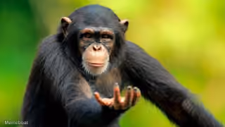 Return to Monkey