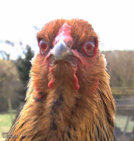 revenge chicken - meme generator image preview