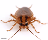 Roach