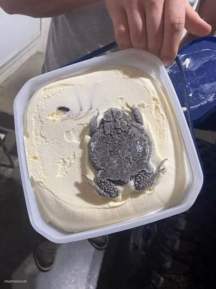 rocky toad - meme generator image preview