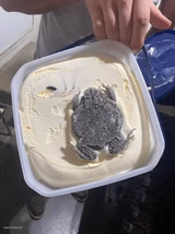 rocky toad
