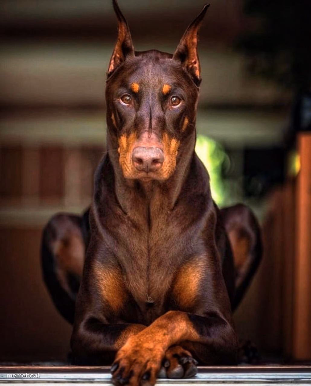 Rolex my watch dog - meme generator image preview