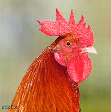rooster - meme generator image preview