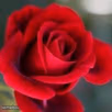 roses are red