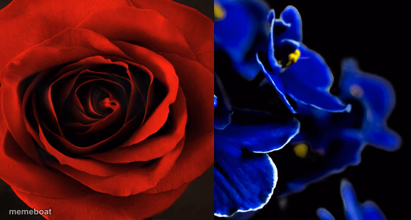 Roses are Red, Violets are Blue. - meme generator image preview