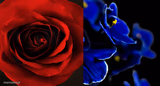 Roses are Red, Violets are Blue.