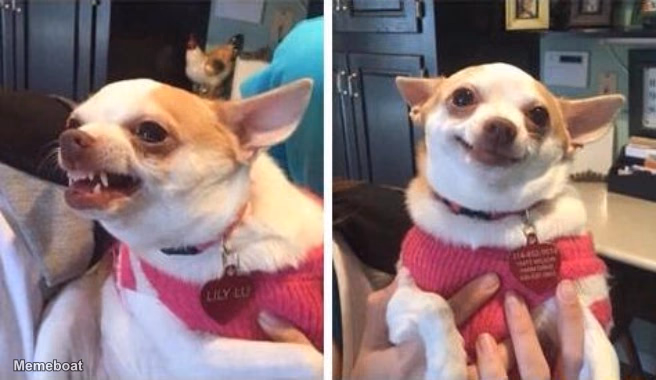 Roxy the Chihuahua Angry Calm - meme generator image preview